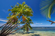 Coconut Palm Trees on Isla Bastimentos, Panama