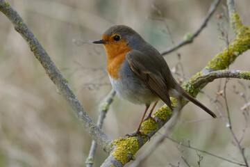 Wall Mural - European robin (Erithacus rubecula) on a branch