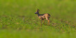 one young roebuck stands on a green field in spring