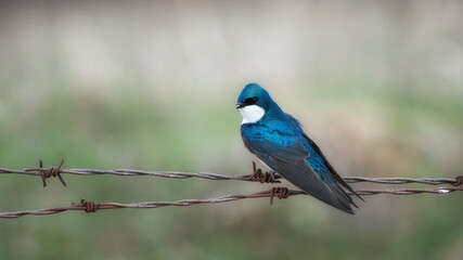 Poster - blue jay on a branch