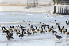 Flock Of Canada Geese (Branta Canadensis) On The Shore Of Lake Michigan