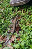 Fototapeta Młodzieżowe - lizard in the grass
