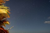 Fototapeta Młodzieżowe - palm tree at night