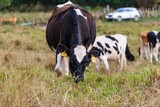 Fototapeta Młodzieżowe - cows in a field