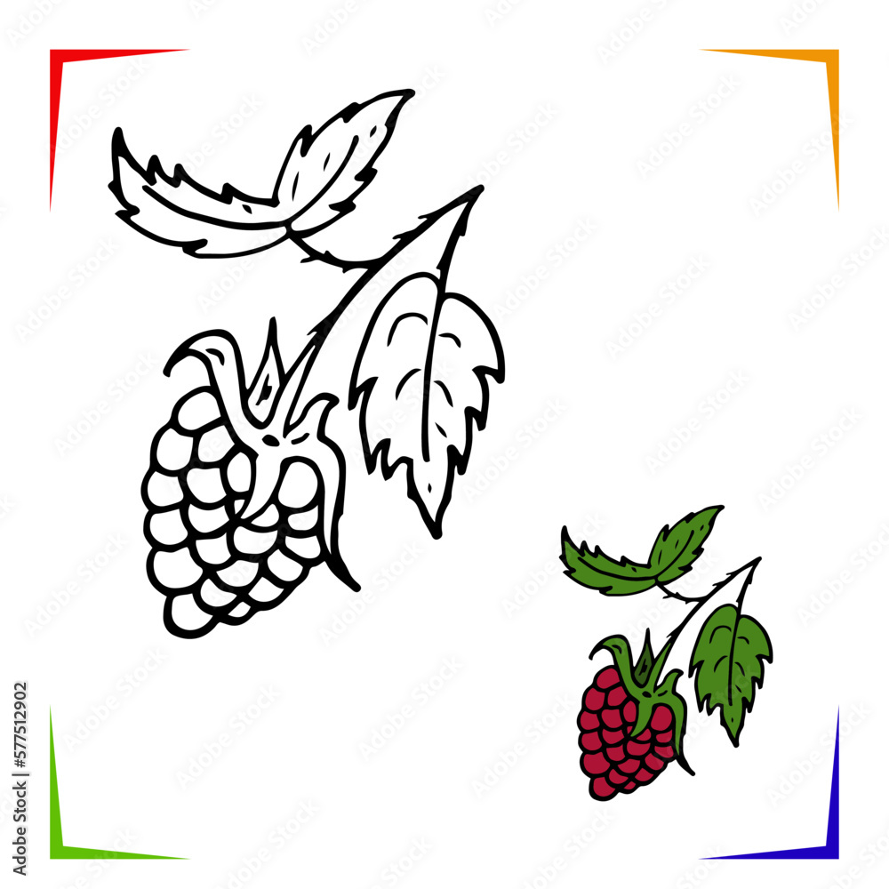 Raspberries Coloring Page. Vector Educational worksheet colored by ...
