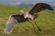 blue heron in flight