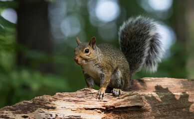 Wall Mural - squirrel in the park