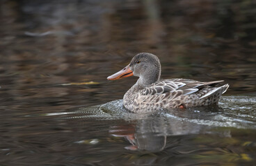 Poster - northern shoveler 