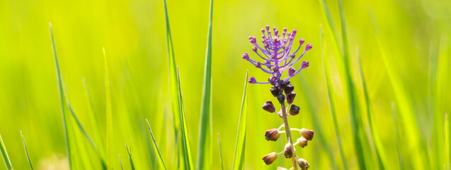 Wall Mural - sunny spring nature background - Blurry organic green landscape with grass and a purple flower