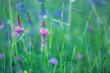 Beautiful meadow flowers, Onobrychis viciifolia