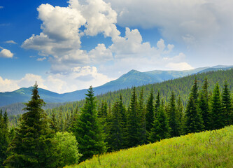 Wall Mural - Beautiful pine trees on background high mountains.