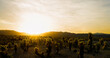 Beautiful golden sunset in the Cholla Cactus Garden in Joshua Tree National Park California