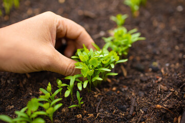 planting a parsley cilantro seedlings plant. Gardener caring for crops. 