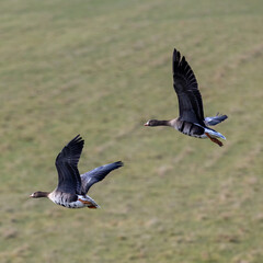 Wall Mural - White fronted geese in flight.