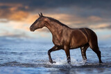Fototapeta Konie - Horse free run in water