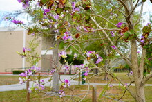 Closeup Of Bauhinia Variegata Tree Brunch With Light Pink FlowersCloseup Of Bauhinia Variegata Tree Brunch With Light Pink Flowers
