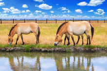 Summer Landscape - View Of A Herd Of Przewalski's Horses Grazing Near A Reservoir In The Dry Steppe, Ukrainian Nature Reserve Askania-Nova, Ukraine