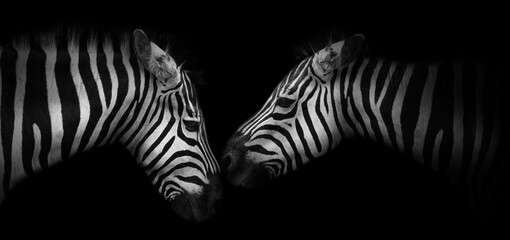 Close-up view of two zebras on a black background, banner in black-and-white color with copy space for text