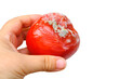 close-up shriveled red tomato covered with gray, white fluffy mold, concept mold fungi on surface products, spore contamination food, mycotoxins affect people's health, rotting food