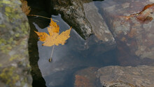 Close-up Of Autumn Leaf On Surface Of Water. Creative. Beautiful Maple Leaf On Surface Of Water With Stones In Autumn. Autumn Maple Leaf In Lake With Rocks