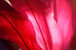 © Jorge F. Filho - Composição com folhas vermelho e rosa em uma fotografia que captura a essência da natureza. Uma imagem que inspira energia, coragem, vivacidade.