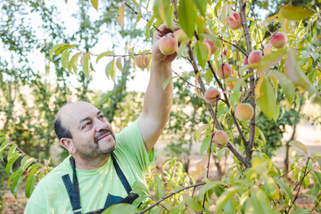 Middle age latin farmer man harvesting peaches from the tree in the garden. Small farmer concept.