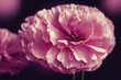 Ravishing macro closeup pink carnation flower with realistic detail, petal intricate together as beautiful decorative natural background created by Generative AI.