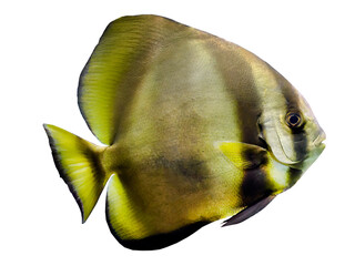 Wall Mural - Isolated, transparent of Longfin batfish, Teira Batfish, Platax Teira,  cutout, fish, yellow color, element, sea, ocean