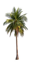 Coconut Palm Tree Isolated On White Background With Clipping Path.