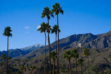 Wall Mural - 2023-01-26 MOUNTAIN RANGE IN PALM SPRINGS WITH SEVERAL PALM TREES AND A DEEP BLUE SKY