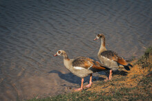 A Pair Of Egyptian Geese Standing By The River In The Morning