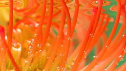 Poster - Orange flowers in the water. Stock footage. Bubbles in the aquarium that float and envelop the orange flower petals.