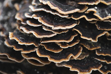Many Mushroom Parasites That Grow On A Tree Or A Stump Trametes Versicolor