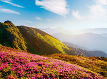 Morning Scene Of Mountains And Blooming Meadows Of Pink Rhododendron. Carpathian Mountains, Ukraine, Europe.