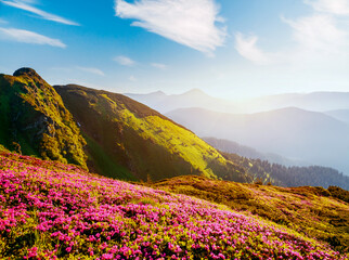 Autocollant - Morning scene of mountains and blooming meadows of pink rhododendron. Carpathian mountains, Ukraine, Europe.