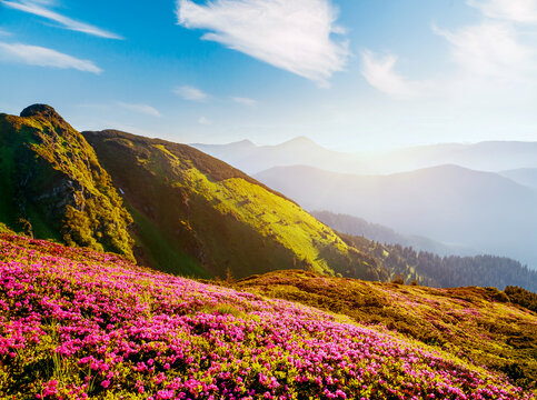 Wall Mural - Morning scene of mountains and blooming meadows of pink rhododendron. Carpathian mountains, Ukraine, Europe.