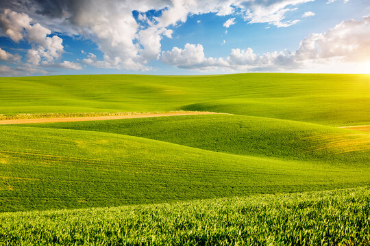 Wall Mural - Perfect view of farmland and green wavy fields. Ukrainian agrarian region, Europe.