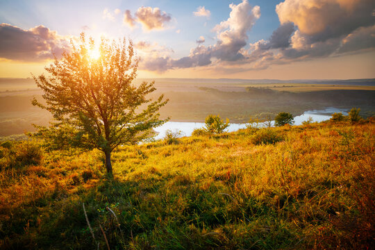 Wall Mural - A fabulous view of a meadow with a tree and the sun shining through the branches.