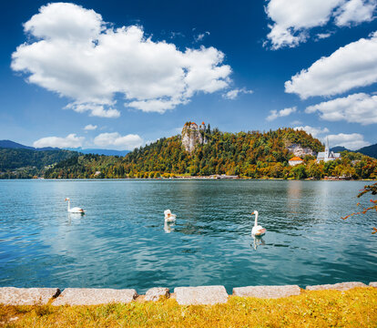 Wall Mural - White swans floating on the lake Bled, in the background the castle Blejski grad on a high cliff. Slovenia.