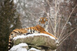 Siberian tiger female lies on a snowy rock against the backdrop forest landscape. Amur tigress relax and looking at the landscape from a height. Scene from nature at the turn of autumn and winter