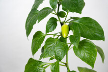 Small Green Pepper On The Branch On A White Background, Copy Space For Text, Gardening.