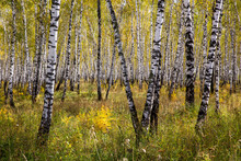 Endless Birch Trees On The Main Road Of Siberia