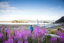 HAIDA GWAII, BRITISH COLUMBIA, CANADA. A Woman Walks Onto A Low-tide Beach With Purple Flowers In The Foreground.