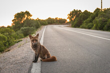 Red Fox At The Side Of The Road.
