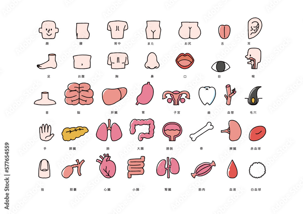 人体の内臓や部位のアイコンセット Stock Vector | Adobe Stock