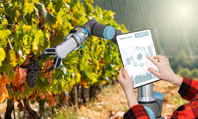 Aufkleber - Farmer uses a digital tablet to control robot on a vineyard. Smart farming concept.	