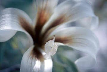 ceiba speciosa