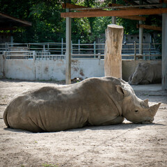 rhino in the zoo