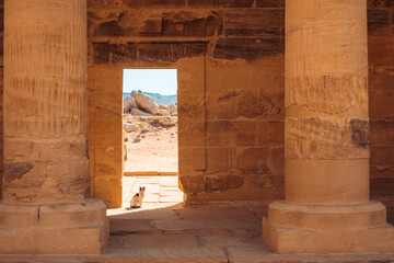 Wall Mural - Cat in Doorway of Philae Temple, Aswan Egypt