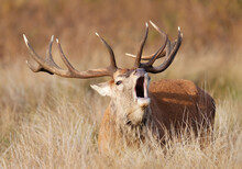 Red Deer Calling During The Rut In Autumn